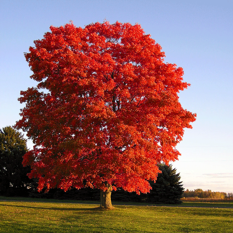 Pohon-Pohon Berbunga Yang Menakjubkan Dari Seluruh Dunia